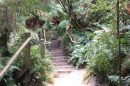 A forest trail with wooden steps and lush green foliage in the Dandenong Ranges.
